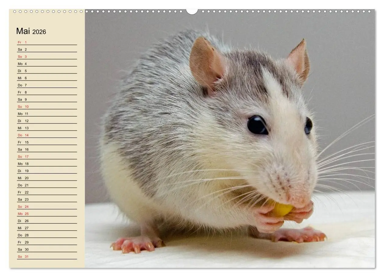 Bild: 9783457994146 | Ratten. Gelehrige Haustiere (hochwertiger Premium Wandkalender 2026...
