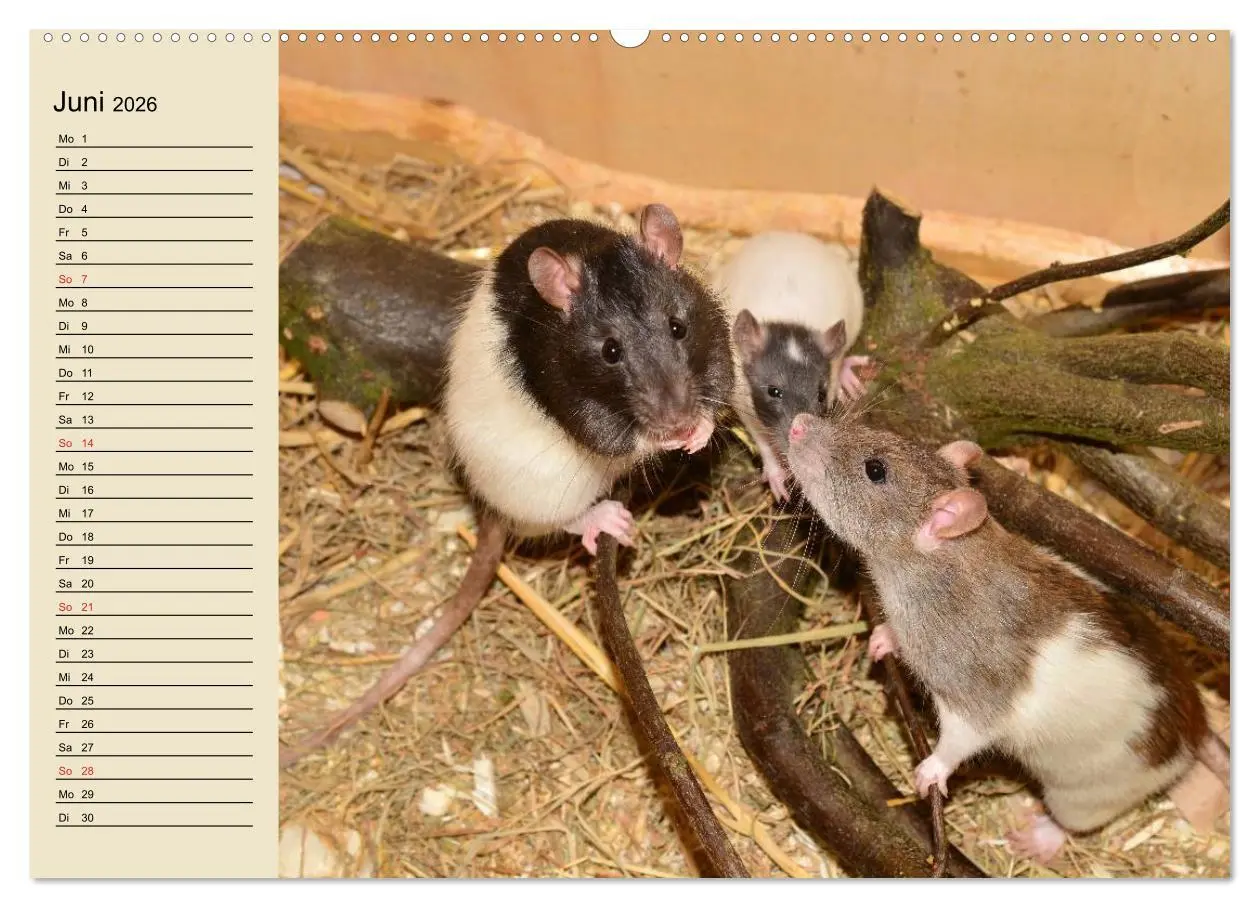 Bild: 9783457994146 | Ratten. Gelehrige Haustiere (hochwertiger Premium Wandkalender 2026...