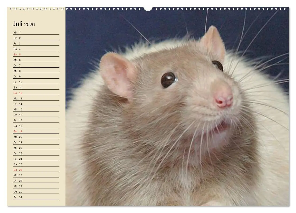 Bild: 9783457994146 | Ratten. Gelehrige Haustiere (hochwertiger Premium Wandkalender 2026...