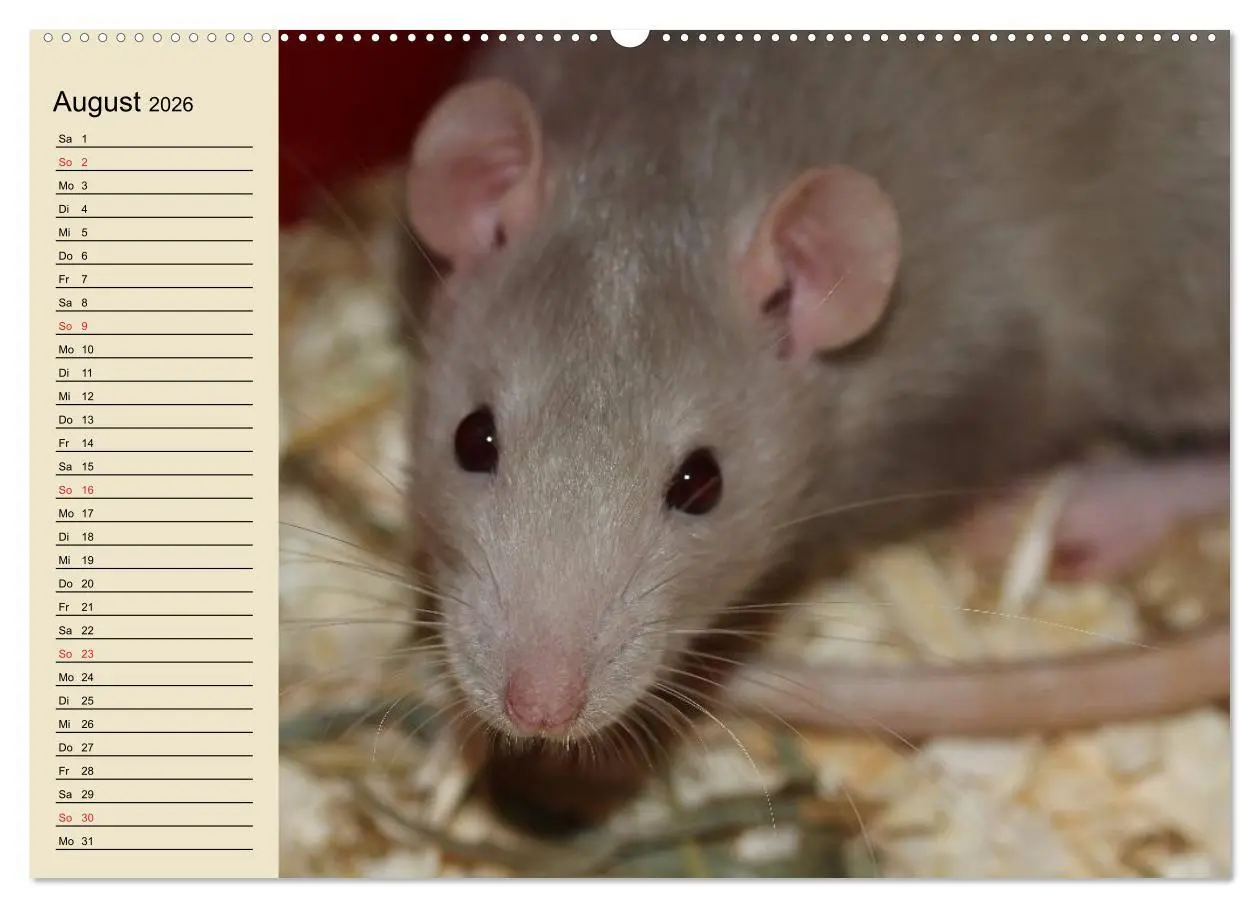 Bild: 9783457994146 | Ratten. Gelehrige Haustiere (hochwertiger Premium Wandkalender 2026...