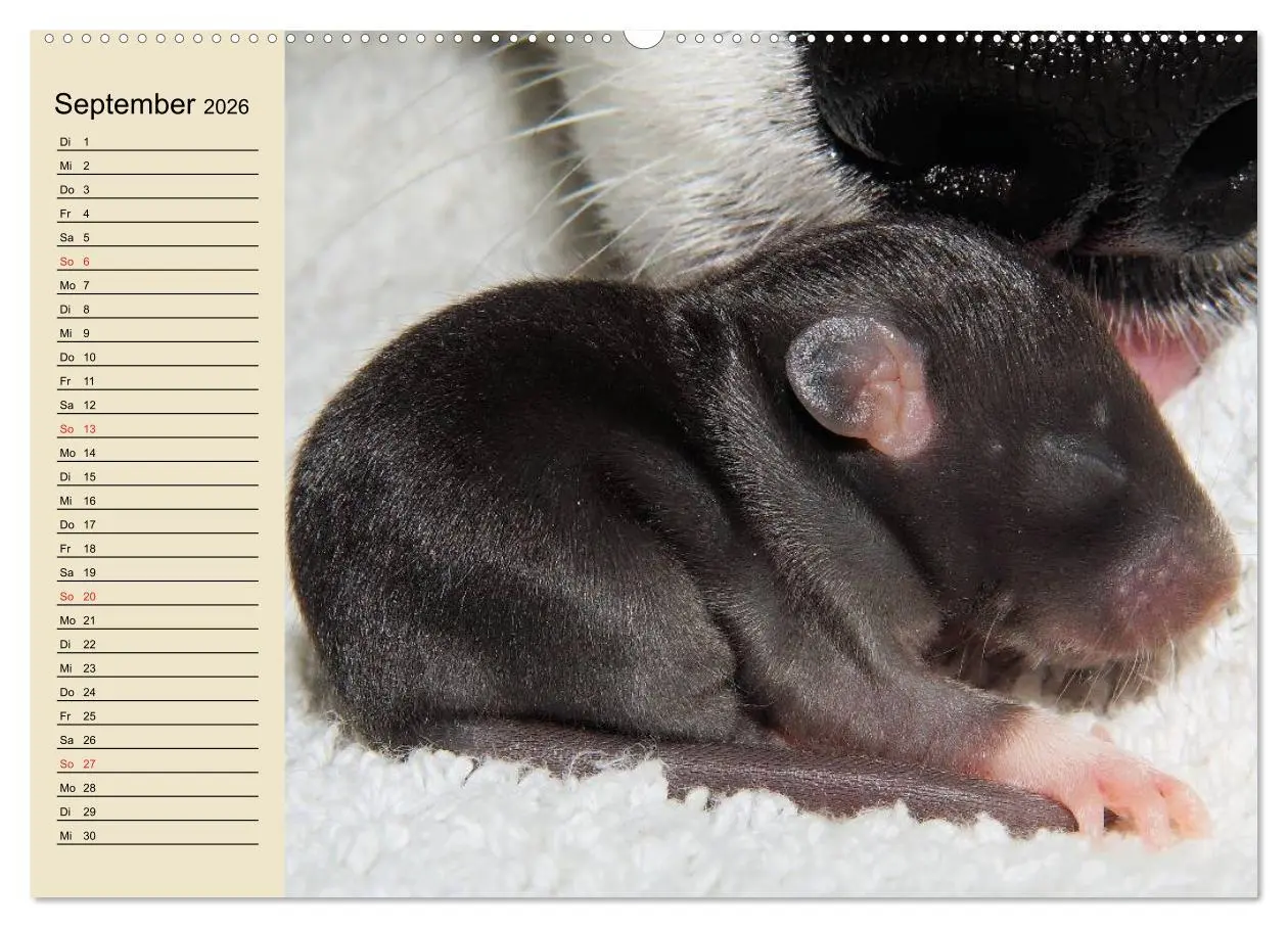 Bild: 9783457994146 | Ratten. Gelehrige Haustiere (hochwertiger Premium Wandkalender 2026...