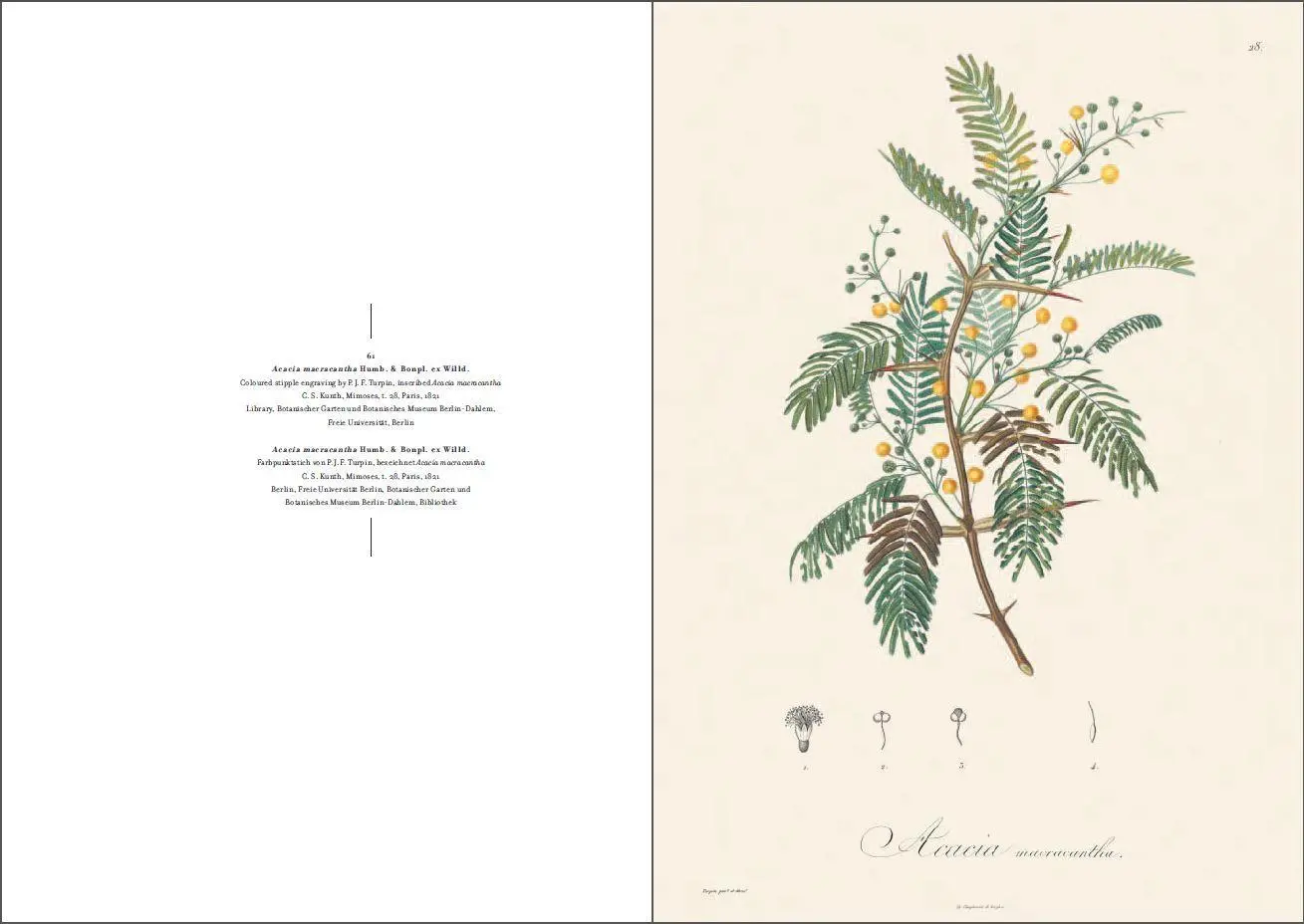 Bild: 9783791384146 | Alexander von Humboldt und die botanische Erforschung Amerikas | Lack