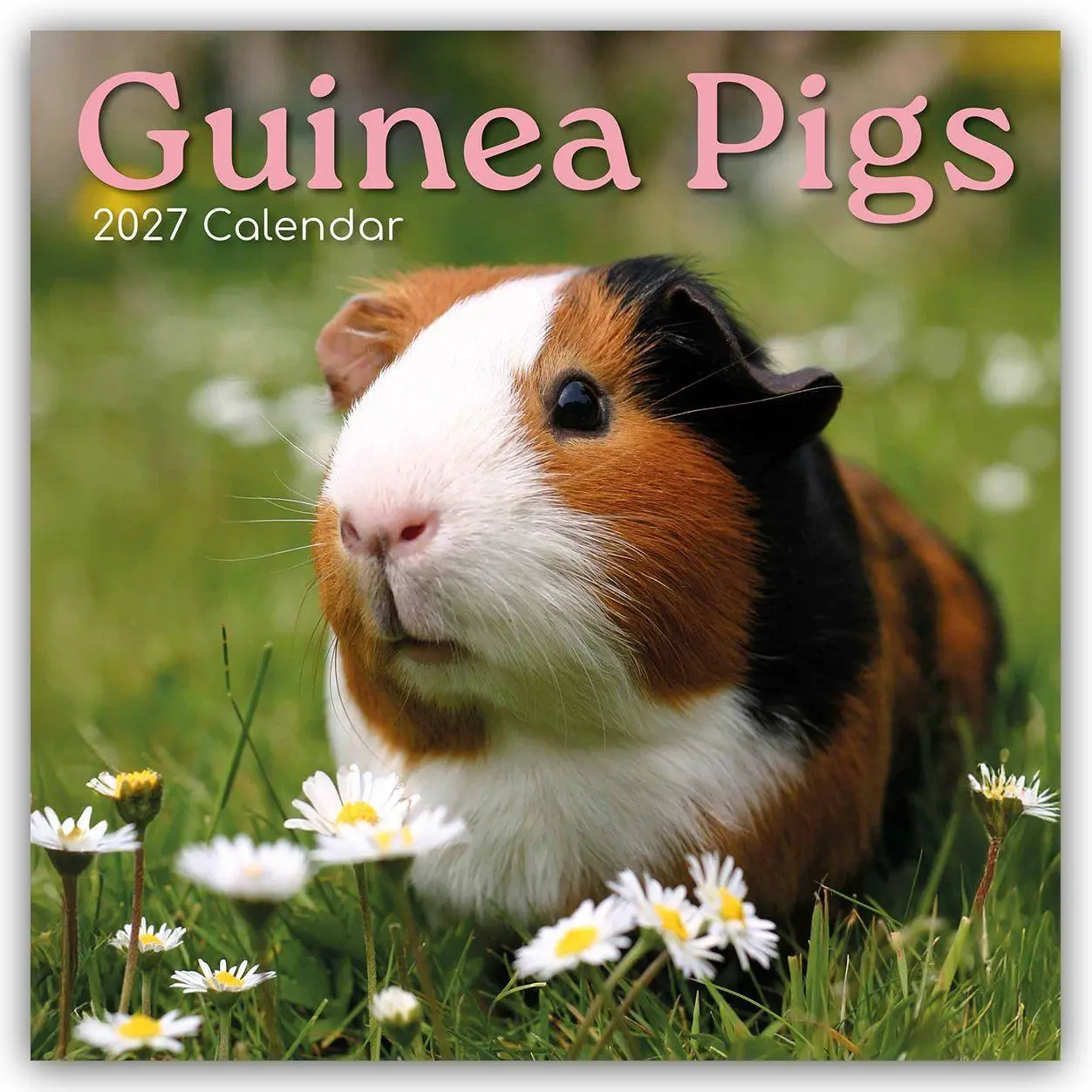 Cover: 9781805974246 | Guinea Pigs - Meerschweinchen 2027 - 16-Monatskalender | Ltd | 28 S.