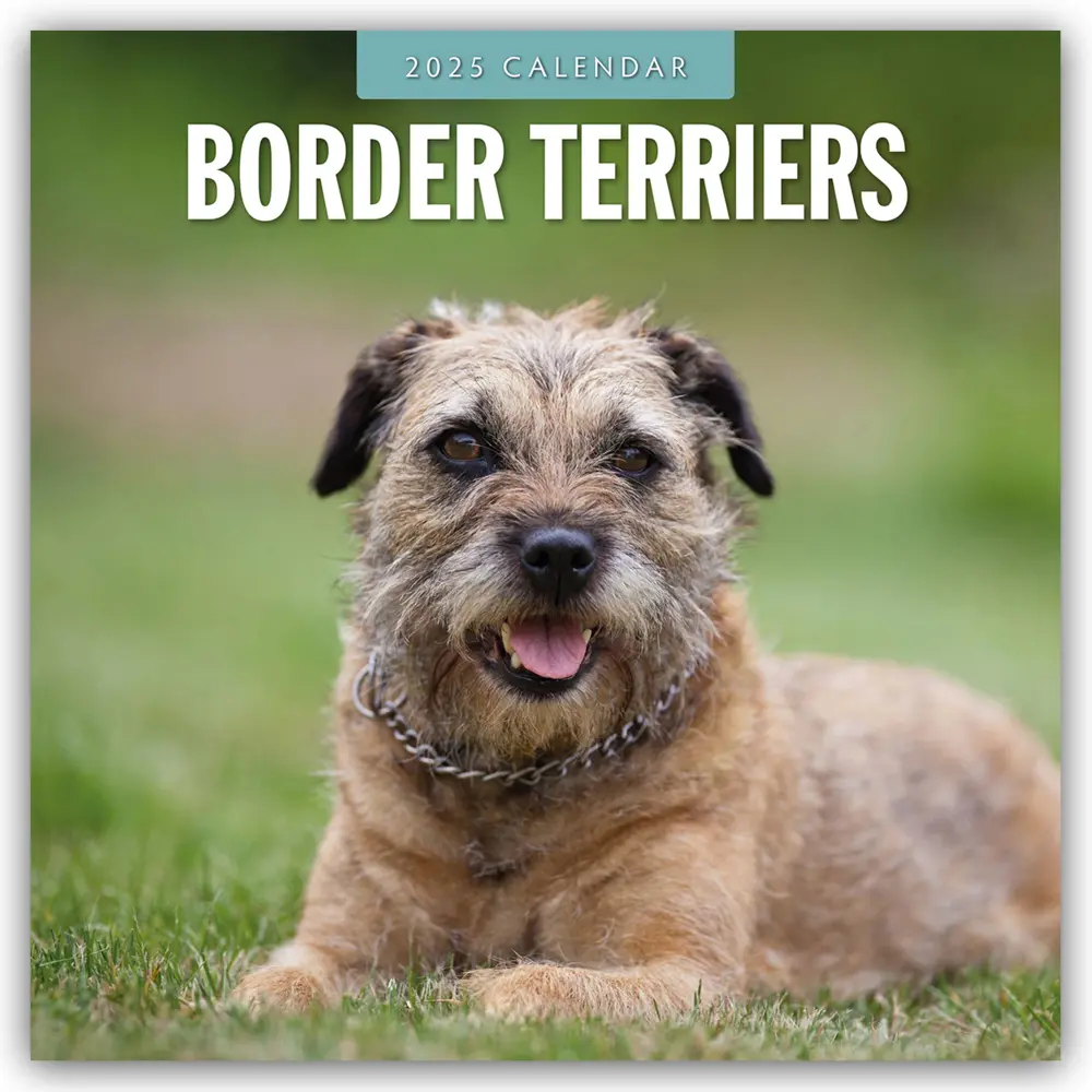 Cover: 9781804424346 | Border Terriers - Border Terrier 2025 - 16-Monatskalender | Ltd | 2025
