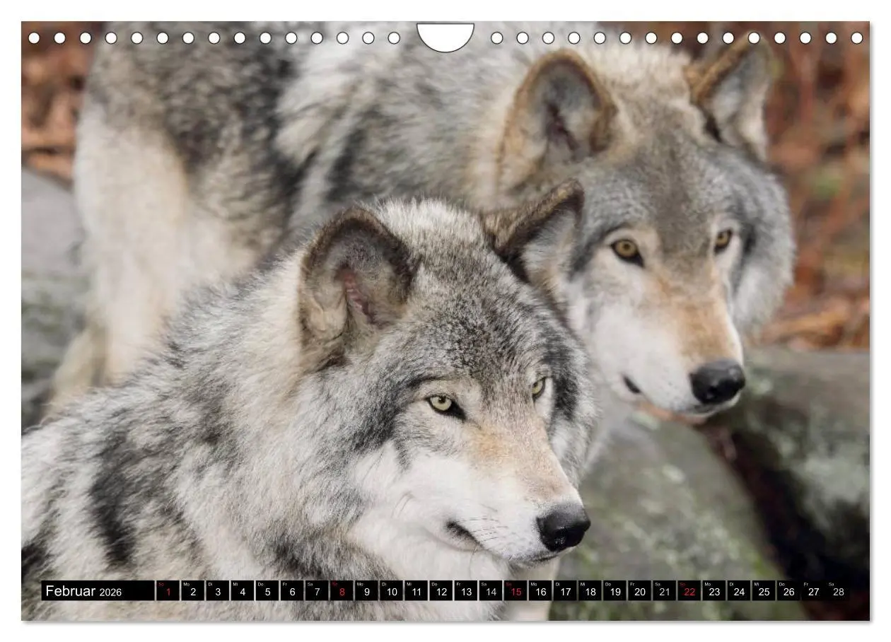Bild: 9783516134346 | Kanada - Das Paradies für Entdecker (Wandkalender 2026 DIN A4...