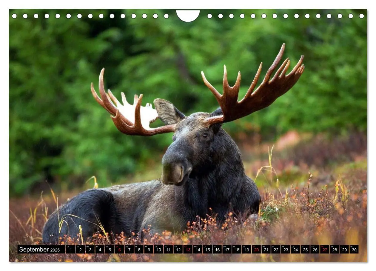 Bild: 9783516134346 | Kanada - Das Paradies für Entdecker (Wandkalender 2026 DIN A4...