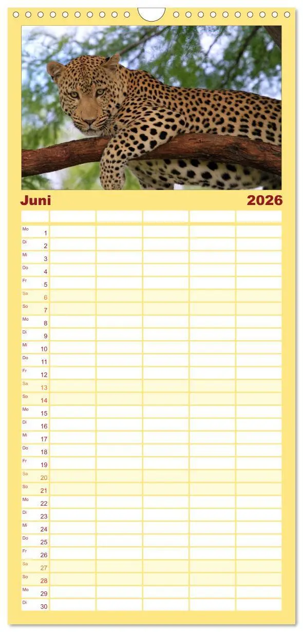 Bild: 9783516514346 | Familienplaner 2026 - Raubkatzen mit 5 Spalten (Wandkalender, 21 x...