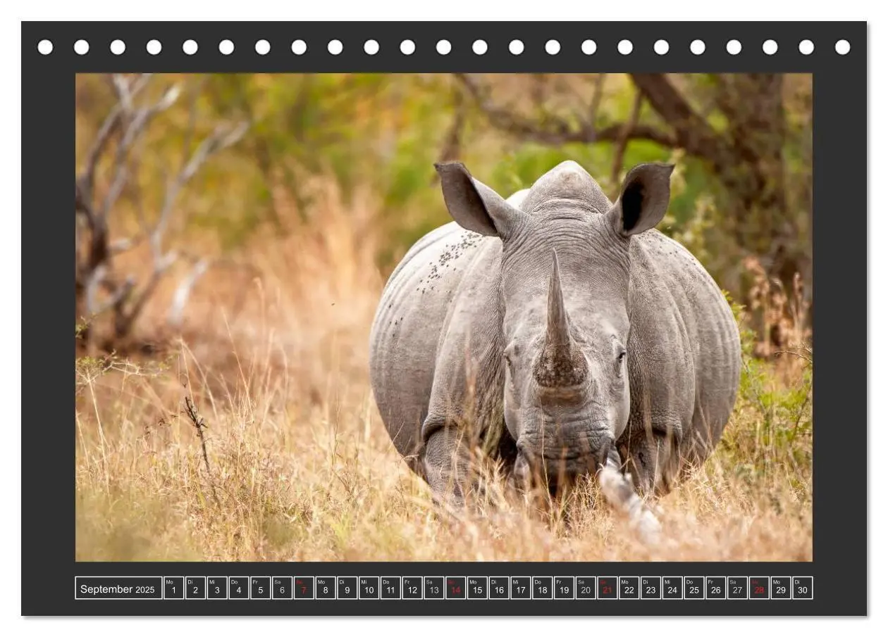 Bild: 9783435564446 | Das Weiße Nashorn (Tischkalender 2025 DIN A5 quer), CALVENDO...