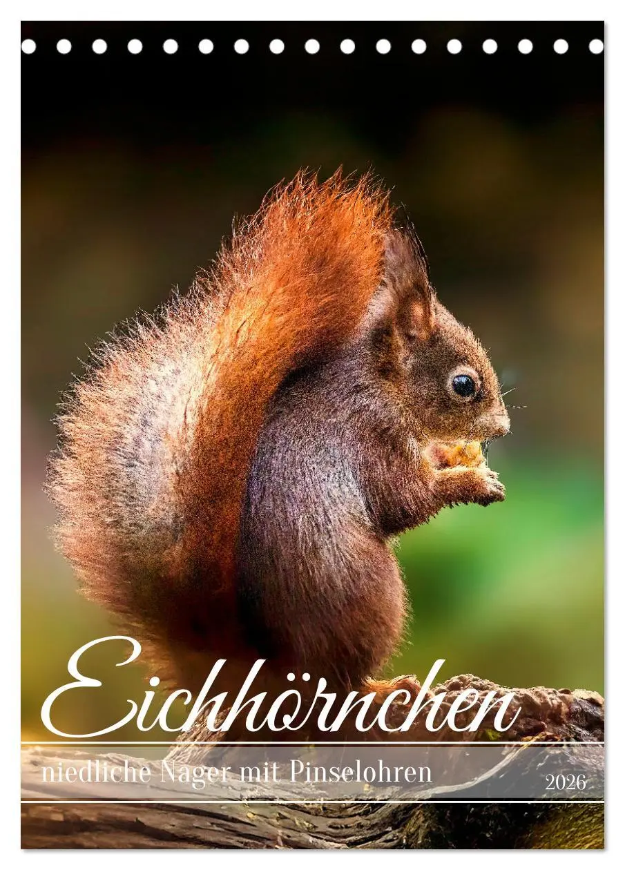 Cover: 9783457274446 | Niedlicher Nager - Das Eichhörnchen (Tischkalender 2026 DIN A5...