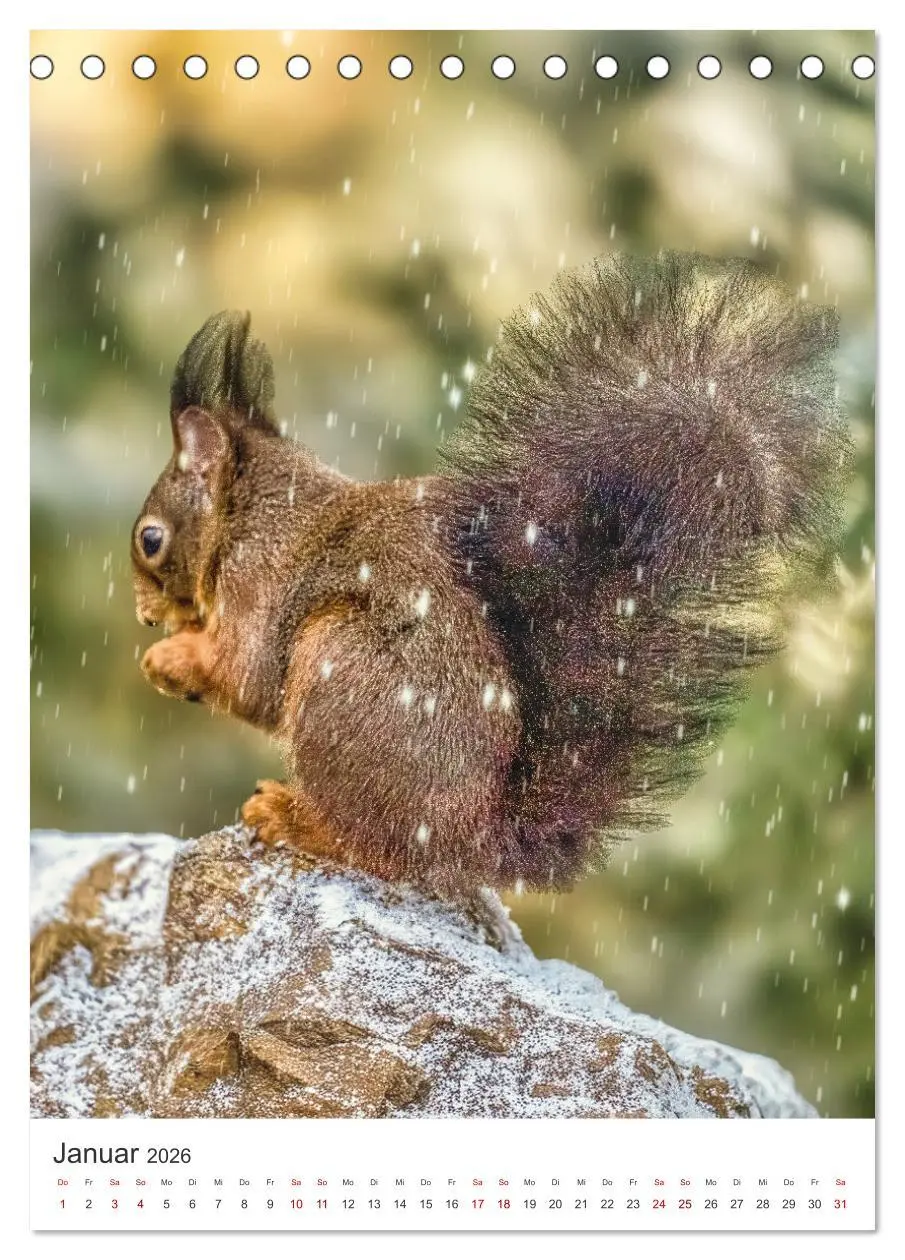 Bild: 9783457274446 | Niedlicher Nager - Das Eichhörnchen (Tischkalender 2026 DIN A5...