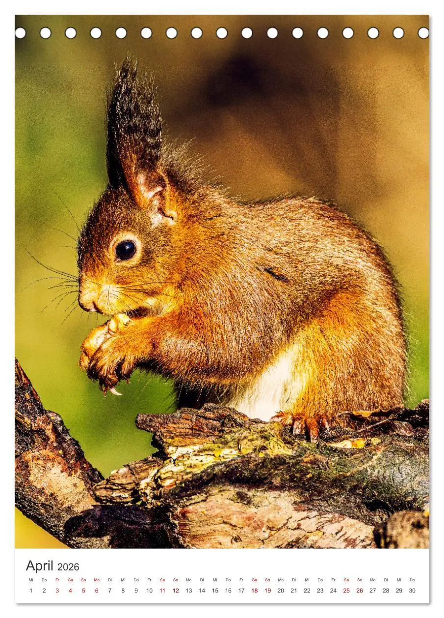 Bild: 9783457274446 | Niedlicher Nager - Das Eichhörnchen (Tischkalender 2026 DIN A5...