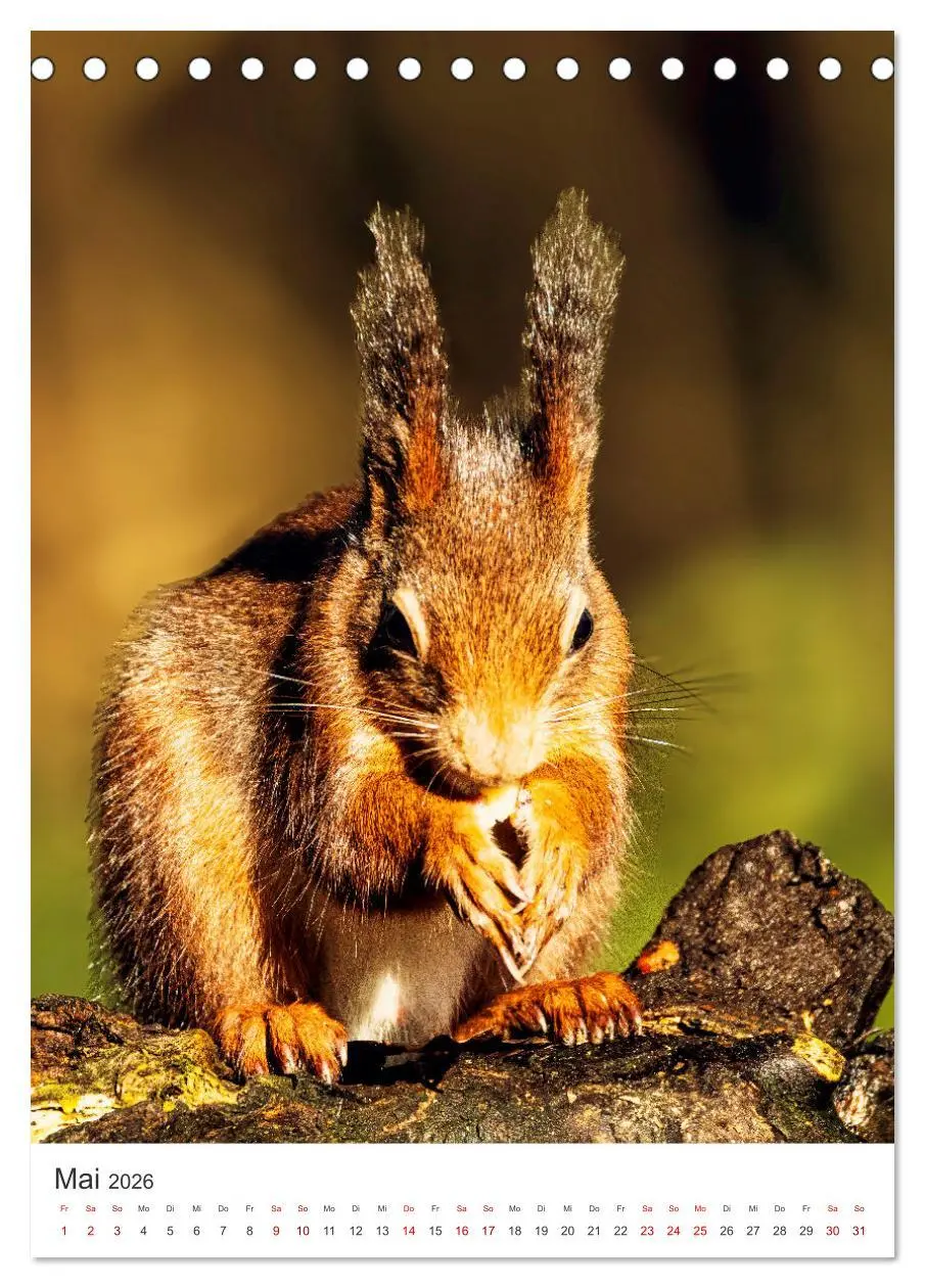 Bild: 9783457274446 | Niedlicher Nager - Das Eichhörnchen (Tischkalender 2026 DIN A5...