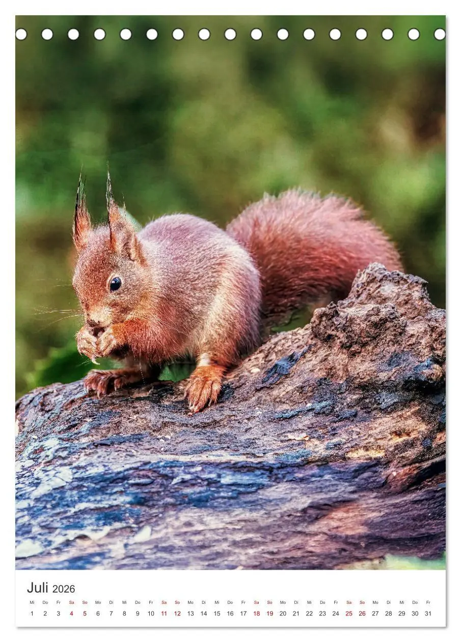 Bild: 9783457274446 | Niedlicher Nager - Das Eichhörnchen (Tischkalender 2026 DIN A5...