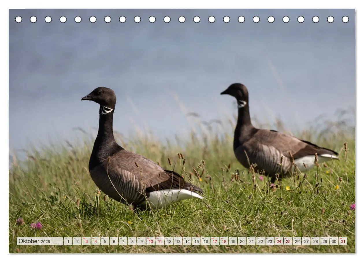 Bild: 9783457584446 | Wunderschöne Hallig Hooge (Tischkalender 2026 DIN A5 quer),...