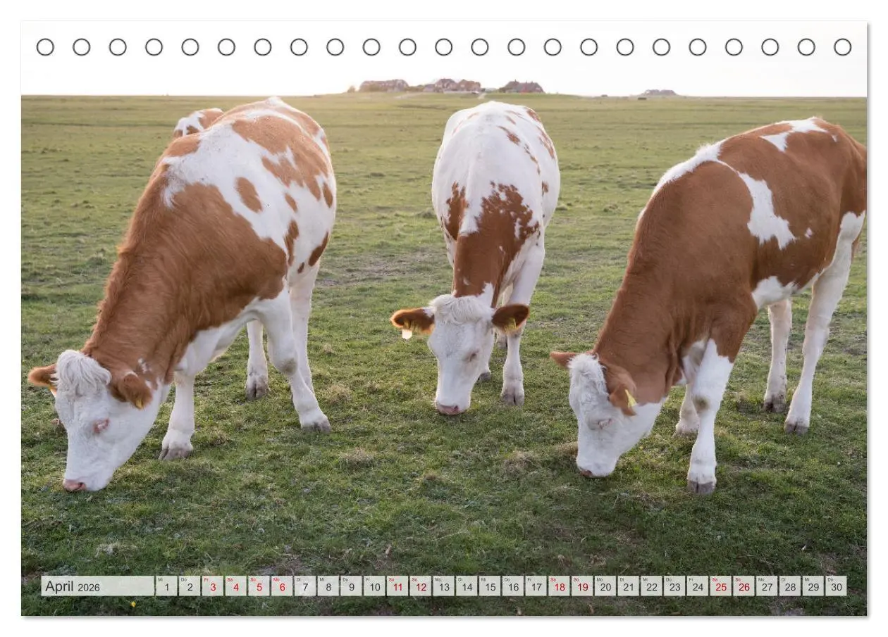 Bild: 9783457584446 | Wunderschöne Hallig Hooge (Tischkalender 2026 DIN A5 quer),...