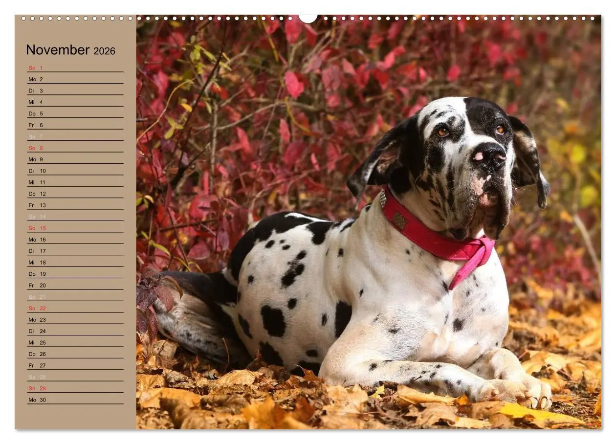 Bild: 9783457964446 | Deutsche Doggen - Sanfte Riesen (hochwertiger Premium Wandkalender...