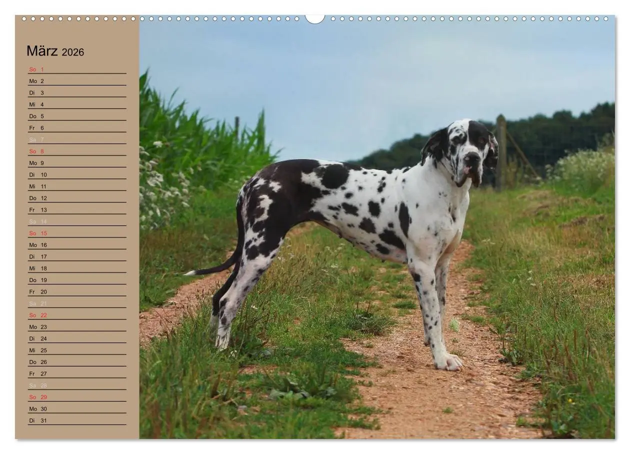 Bild: 9783457964446 | Deutsche Doggen - Sanfte Riesen (hochwertiger Premium Wandkalender...