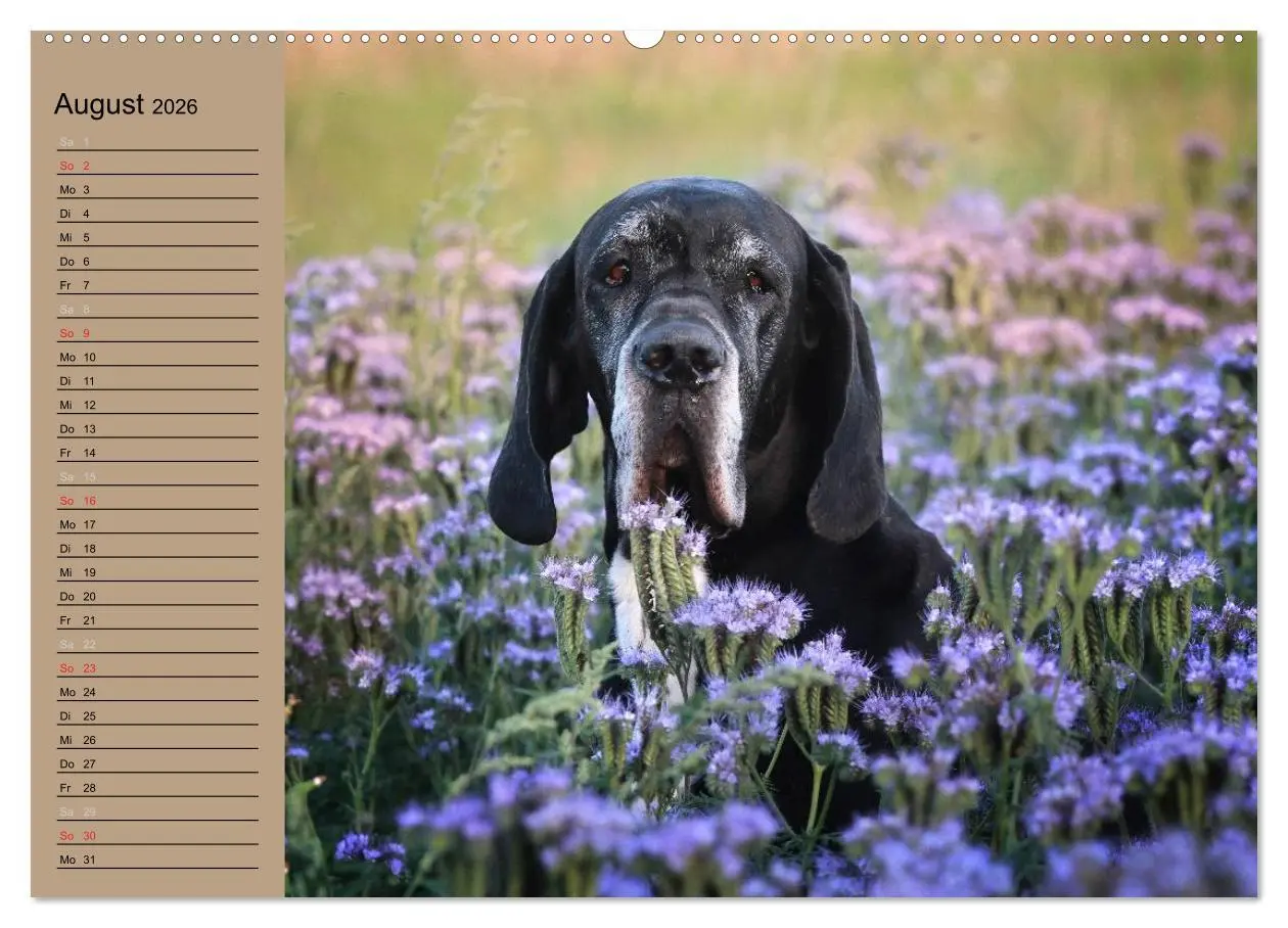 Bild: 9783457964446 | Deutsche Doggen - Sanfte Riesen (hochwertiger Premium Wandkalender...