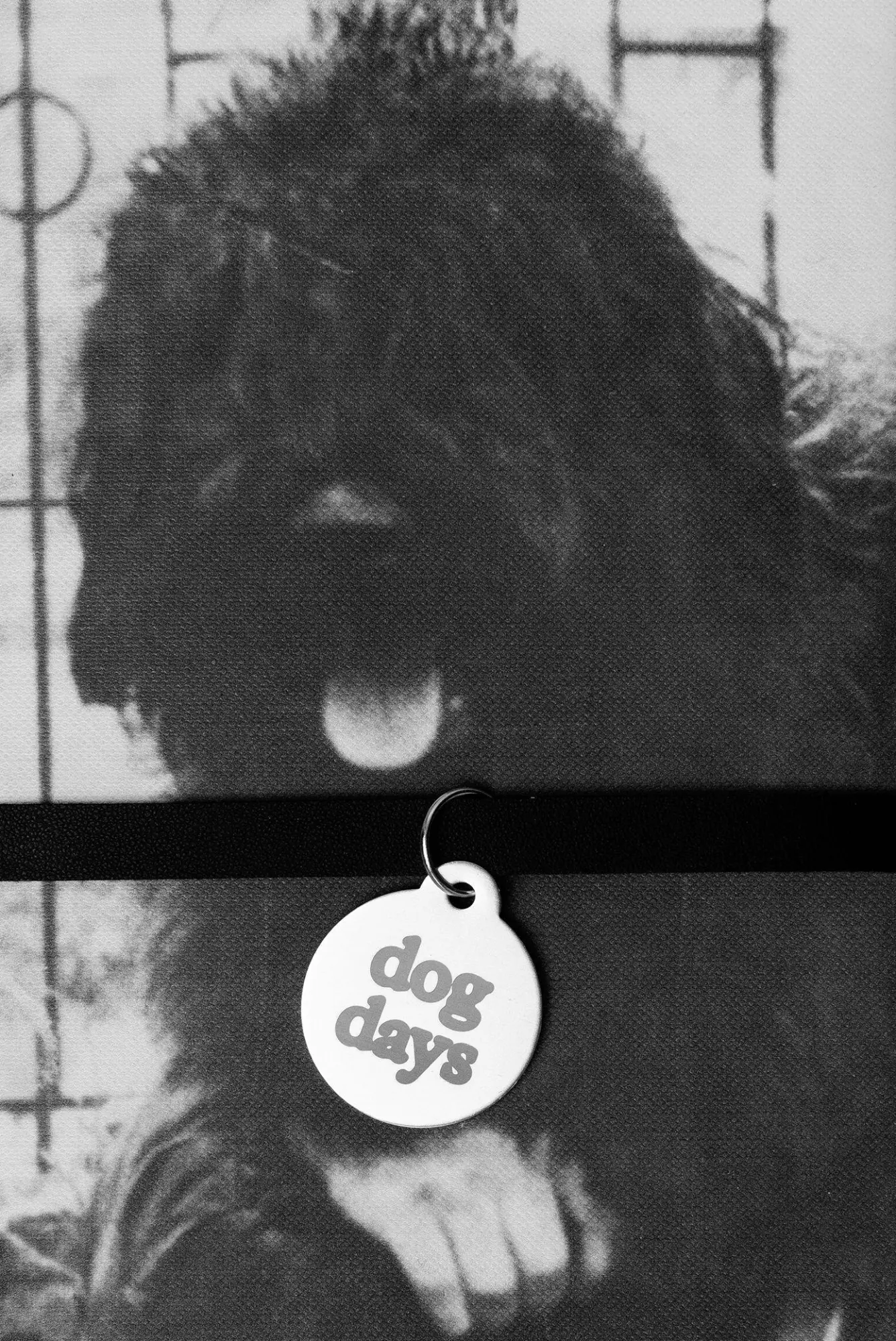 Cover: 9783948174446 | dog days | Kurzgeschichten aus der Perspektive des Hundes | Melikov