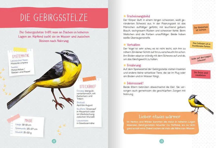 Bild: 9783741524646 | Mein Naturführer - Vögel | Beobachten - verstehen -· schützen | Buch