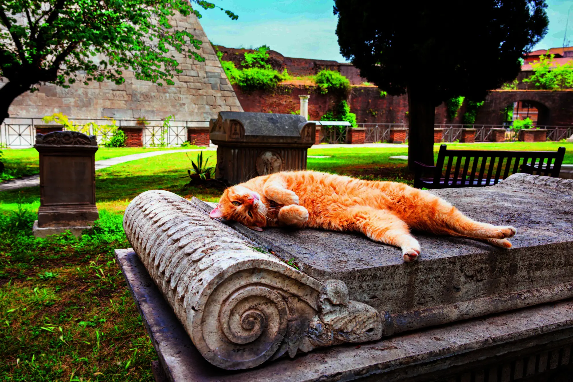 Bild: 9783954164646 | Katzen der Welt | Hannah Shaw | Buch | 320 S. | Deutsch | 2025
