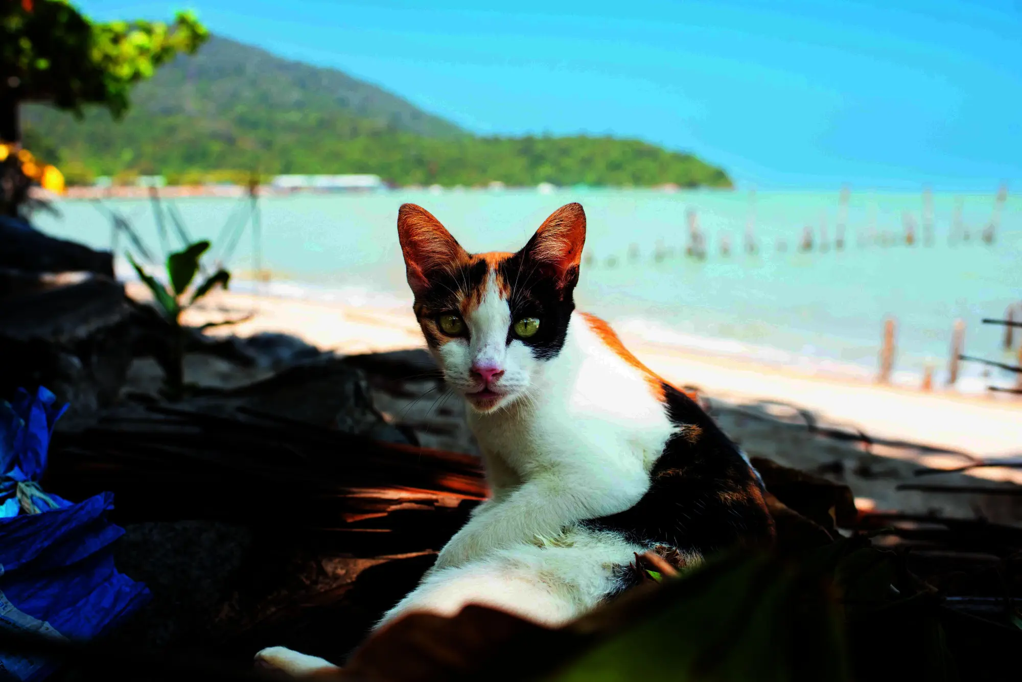 Bild: 9783954164646 | Katzen der Welt | Hannah Shaw | Buch | 320 S. | Deutsch | 2025