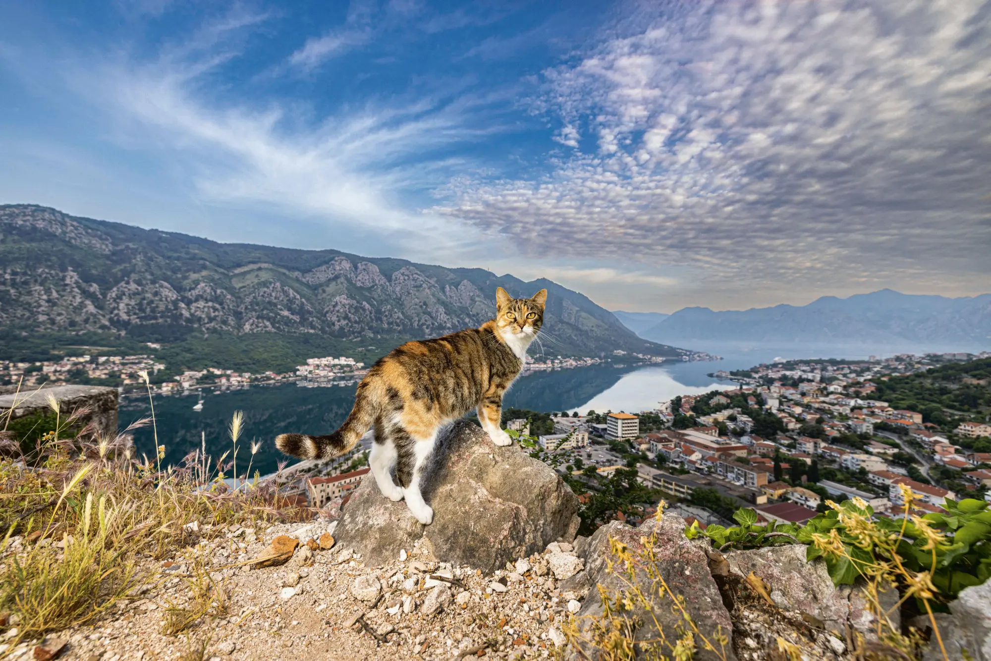 Bild: 9783954164646 | Katzen der Welt | Hannah Shaw | Buch | 320 S. | Deutsch | 2025