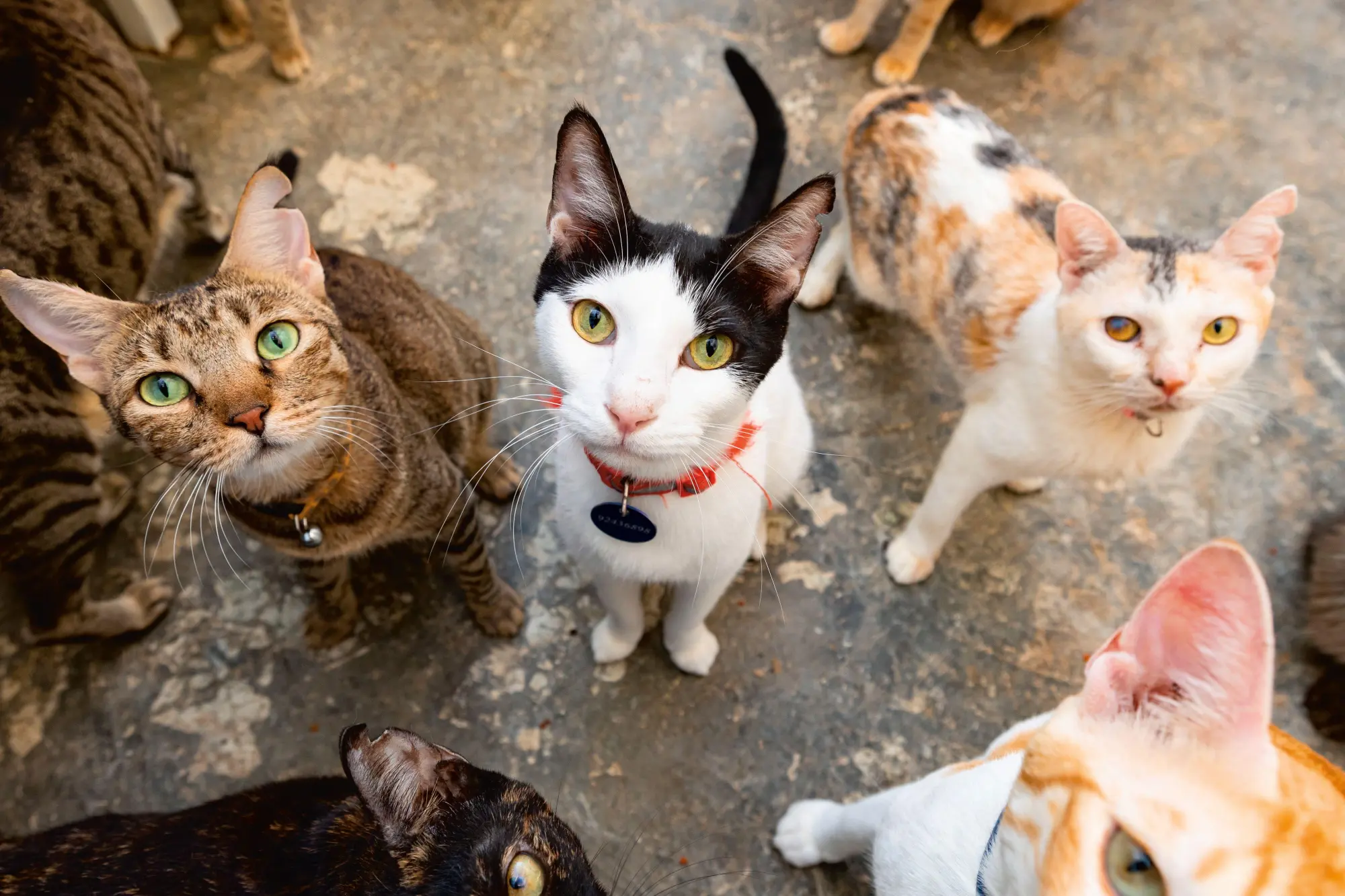 Bild: 9783954164646 | Katzen der Welt | Hannah Shaw | Buch | 320 S. | Deutsch | 2025