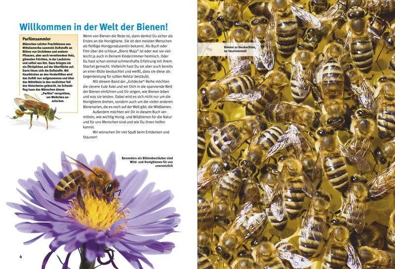 Bild: 9783866594746 | Entdecke die Bienen | Andrea Möller (u. a.) | Buch | 64 S. | Deutsch