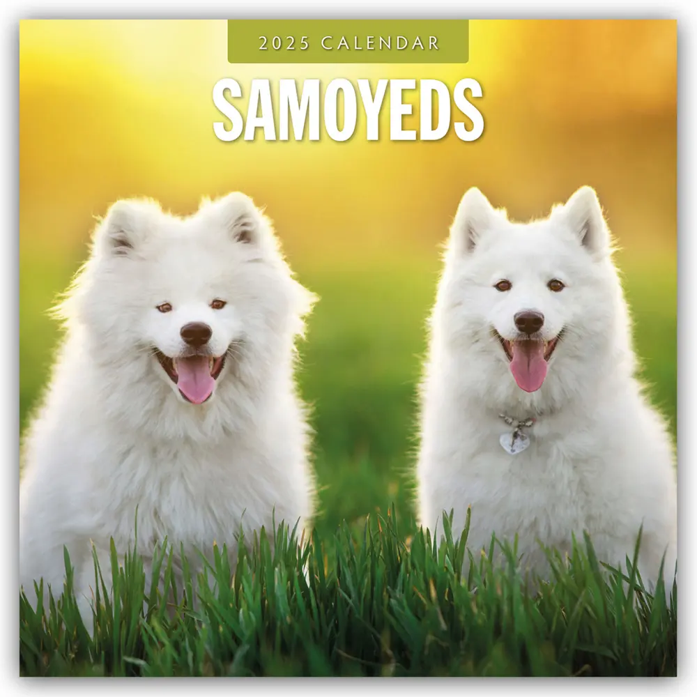Cover: 9781804425046 | Samoyeds - Samojede - Samojedenspitz 2025 - 16-Monatskalender | Ltd