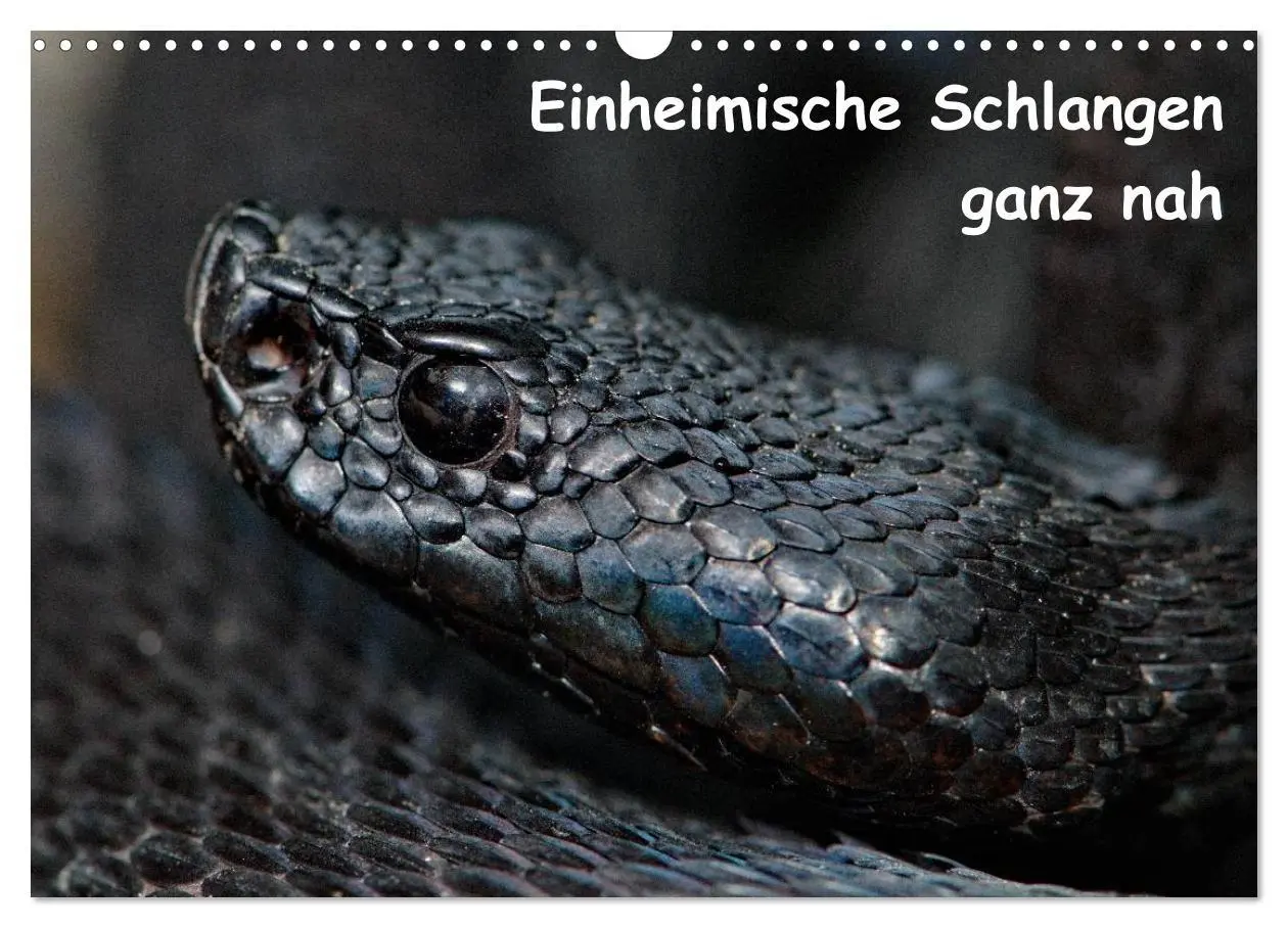 Cover: 9783516205046 | Einheimische Schlangen ganz nah (Wandkalender 2026 DIN A3 quer),...