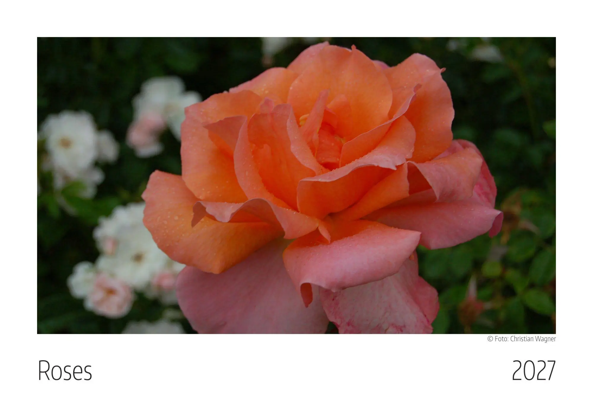 Cover: 9783912825046 | Roses Kalender 2027 | Kalender | Deutsch | 2027 | Wagner, Christian