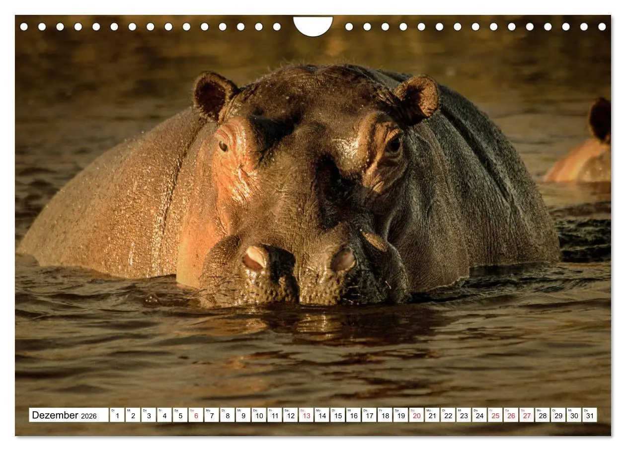Bild: 9783457725146 | Namibia &amp; Botswana (Wandkalender 2026 DIN A4 quer), CALVENDO...