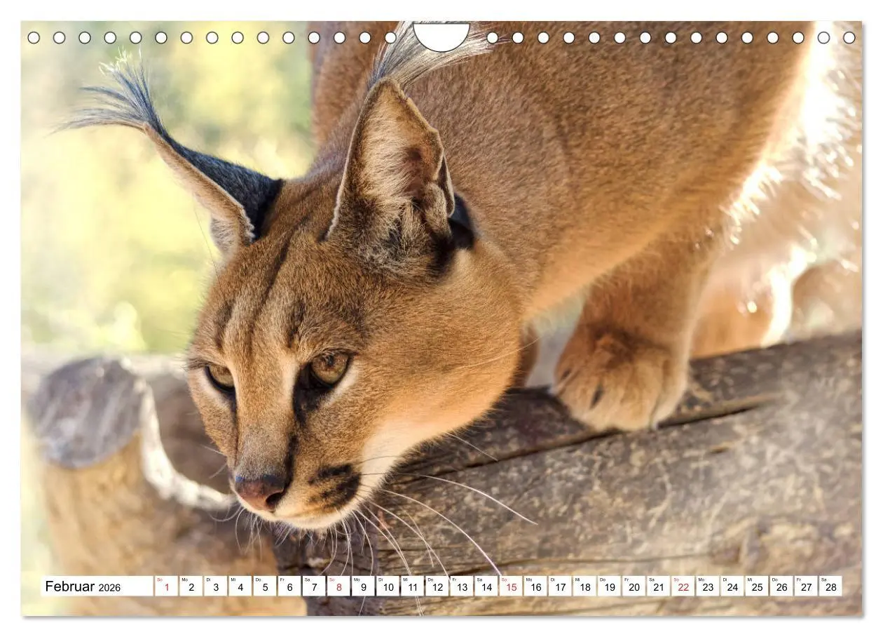Bild: 9783457725146 | Namibia &amp; Botswana (Wandkalender 2026 DIN A4 quer), CALVENDO...
