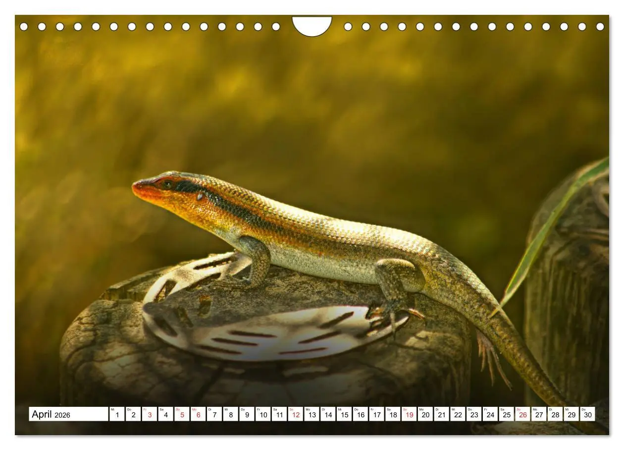 Bild: 9783457725146 | Namibia &amp; Botswana (Wandkalender 2026 DIN A4 quer), CALVENDO...