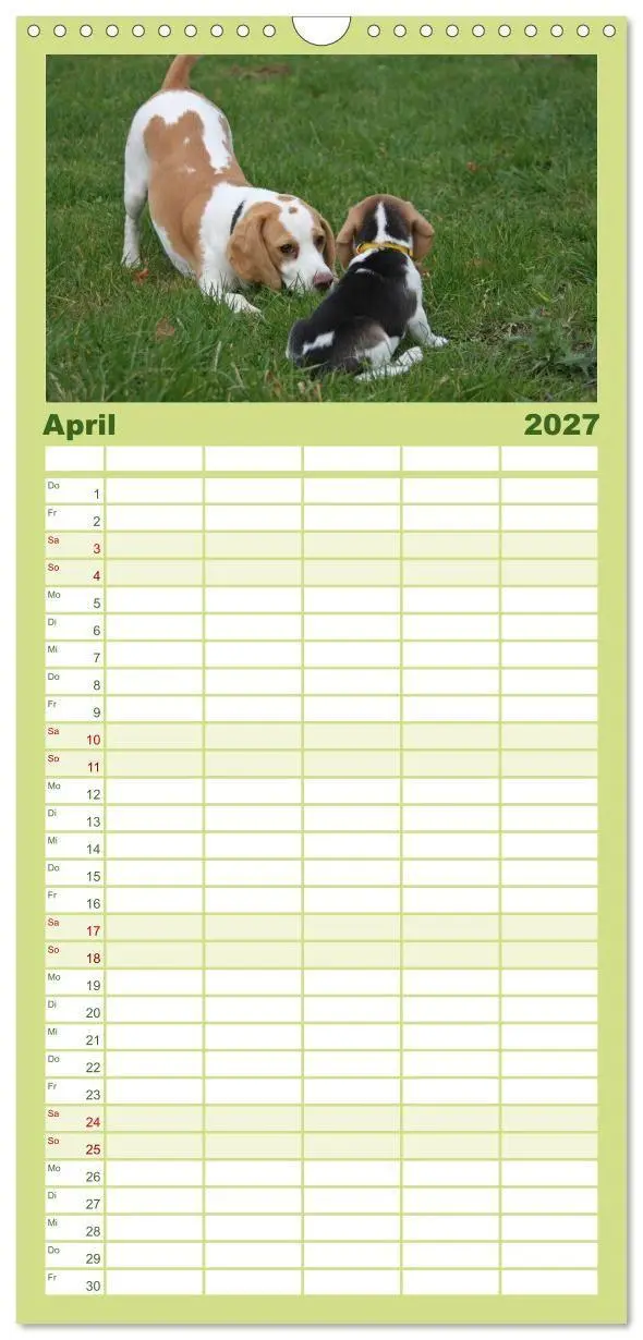 Bild: 9783594345146 | Familienplaner 2027 - Beagle mit 5 Spalten (Wandkalender, 21 x 45...