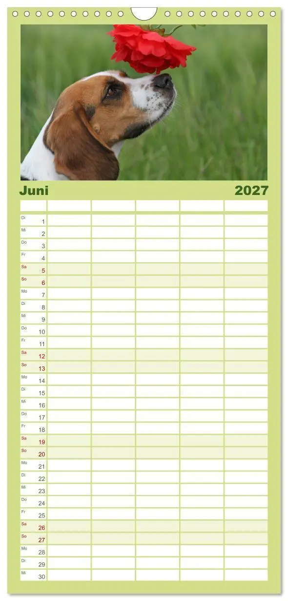 Bild: 9783594345146 | Familienplaner 2027 - Beagle mit 5 Spalten (Wandkalender, 21 x 45...