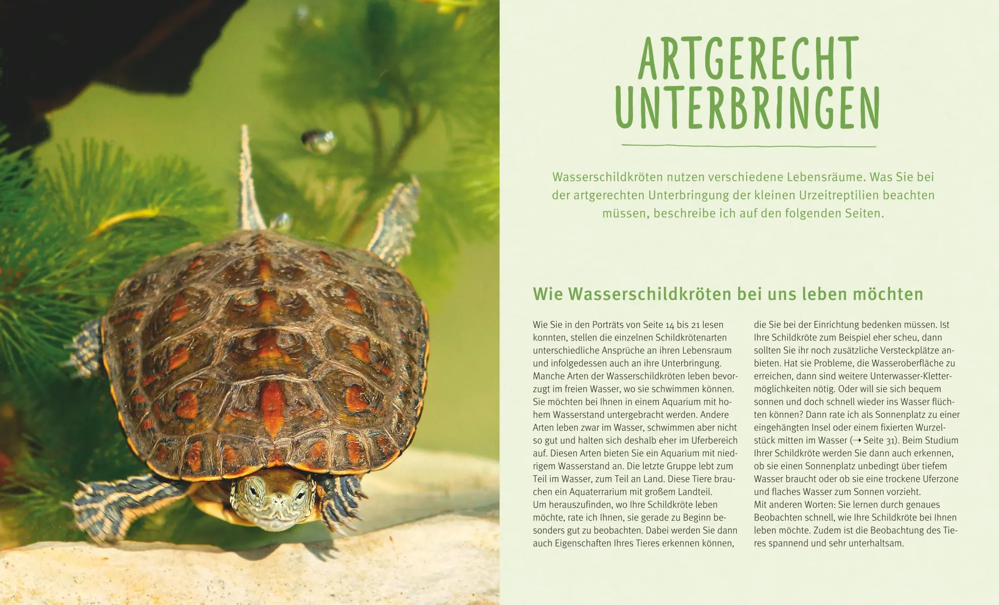 Bild: 9783833855146 | Wasserschildkröten | Wohlfühl-Basics für urtümliche Riesen | Wilke