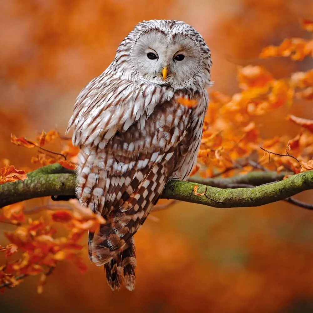Bild: 9783959295246 | Dwellers of the Woodlands 2026 | Kalender 2026 | Kalender | Englisch
