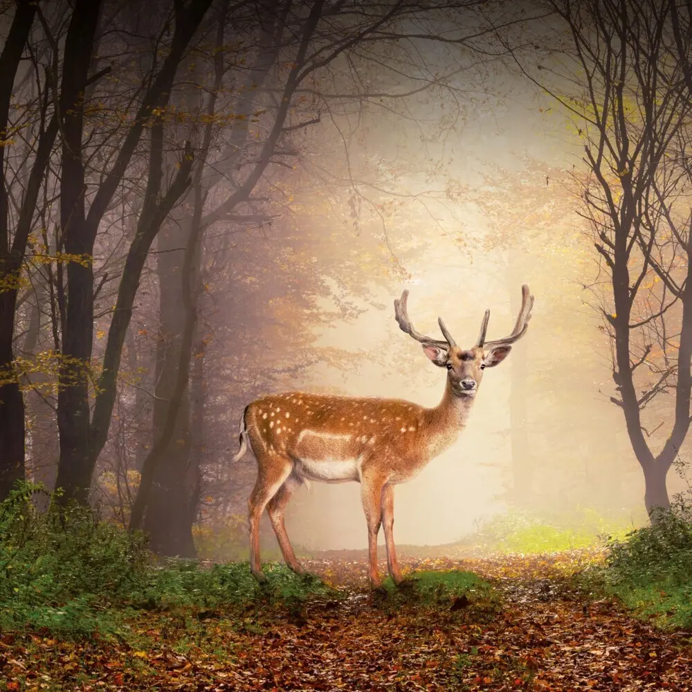 Bild: 9783959295246 | Dwellers of the Woodlands 2026 | Kalender 2026 | Kalender | Englisch