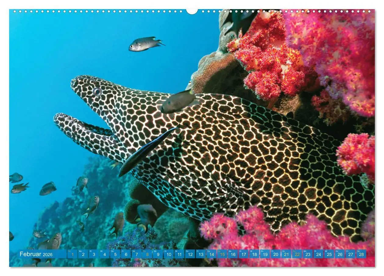 Bild: 9783457465646 | Planet Wasser: Von wegen Planet Erde (Wandkalender 2026 DIN A2...