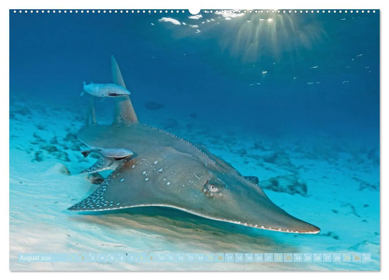 Bild: 9783457465646 | Planet Wasser: Von wegen Planet Erde (Wandkalender 2026 DIN A2...