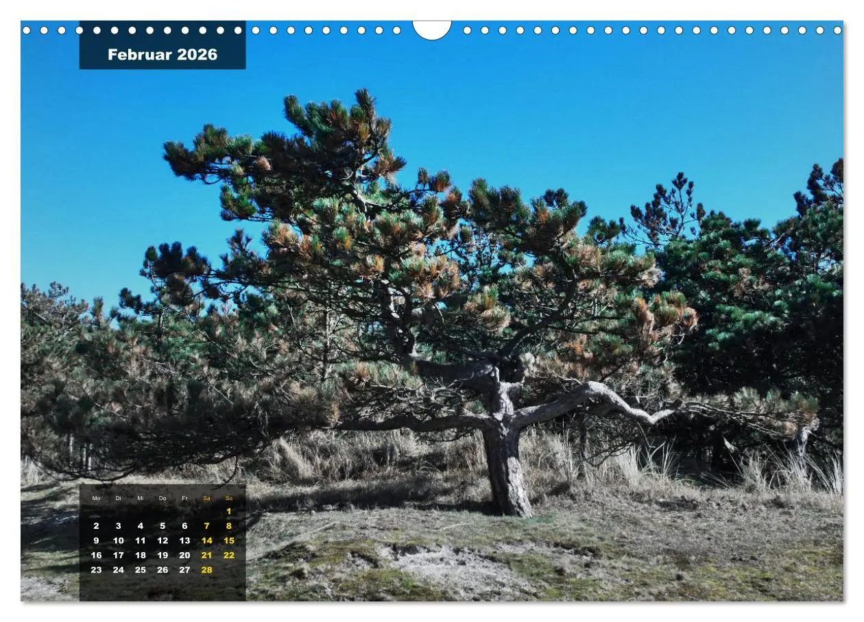 Bild: 9783457835746 | Texel Insel mit Charakter (Wandkalender 2026 DIN A3 quer), CALVENDO...