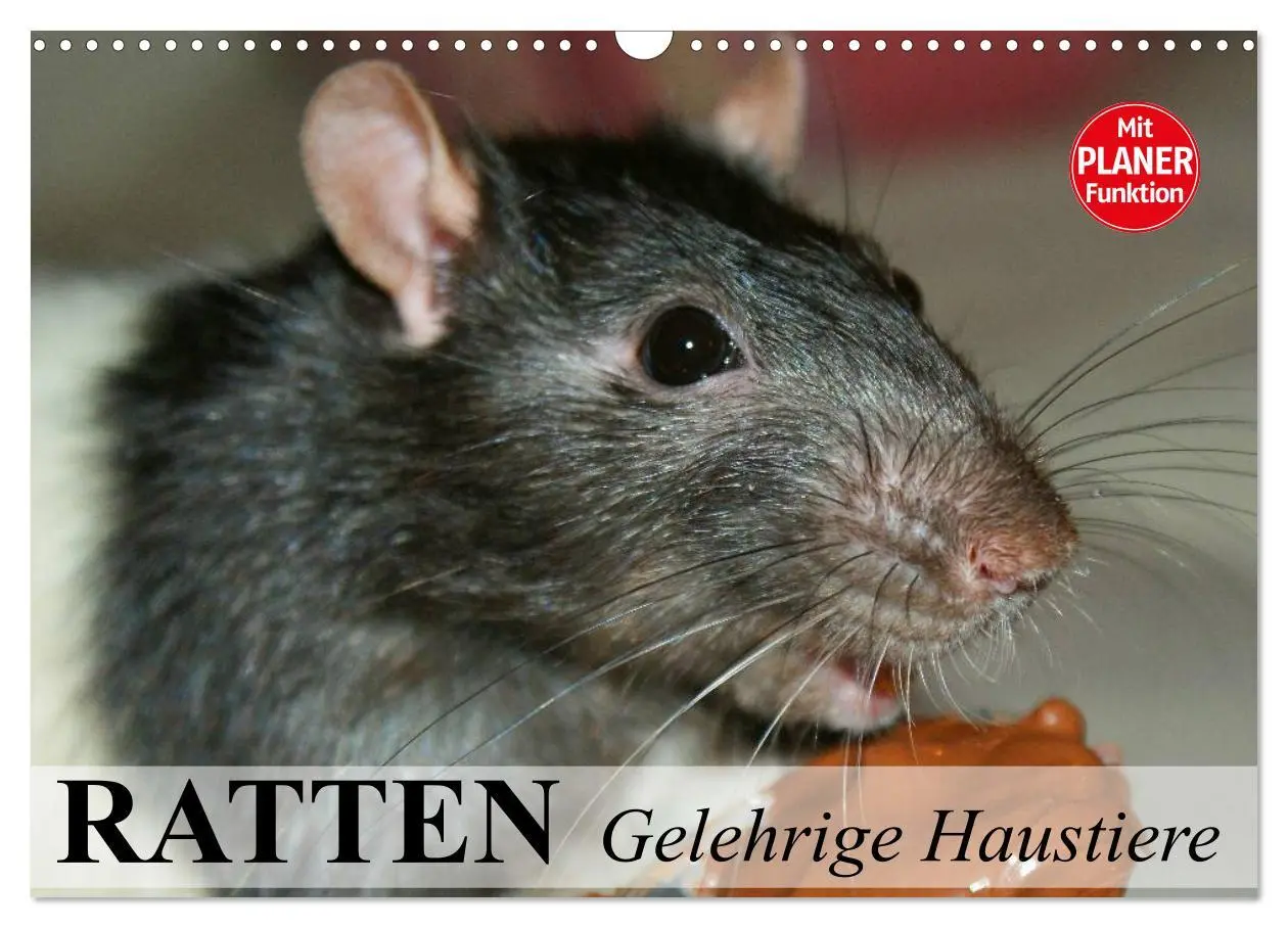 Cover: 9783457995846 | Ratten. Gelehrige Haustiere (Wandkalender 2026 DIN A3 quer),...