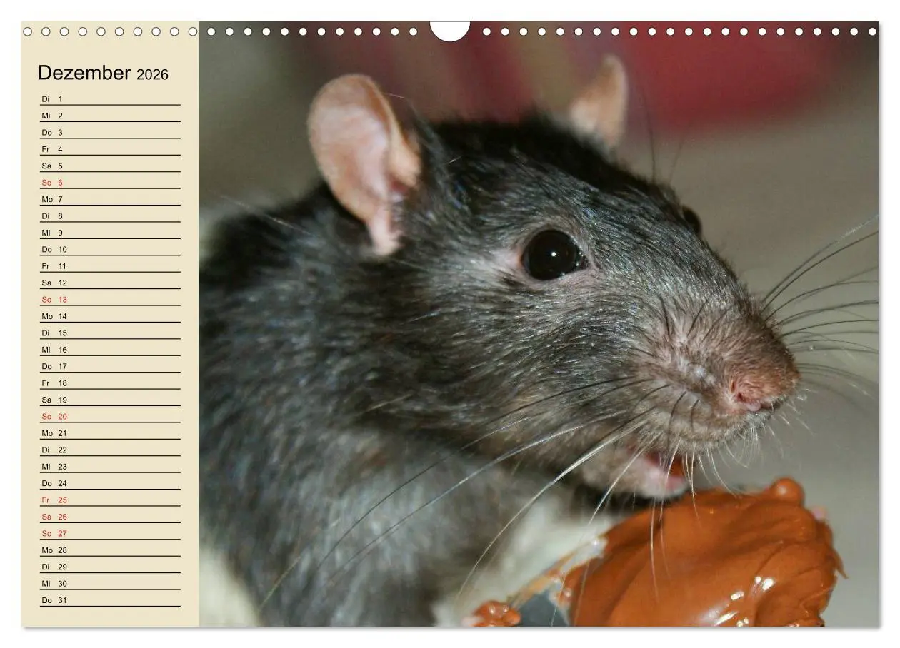 Bild: 9783457995846 | Ratten. Gelehrige Haustiere (Wandkalender 2026 DIN A3 quer),...