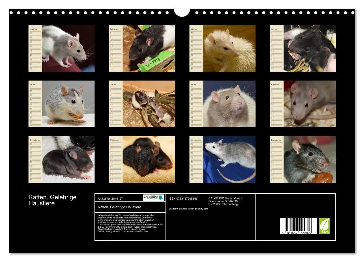 Bild: 9783457995846 | Ratten. Gelehrige Haustiere (Wandkalender 2026 DIN A3 quer),...