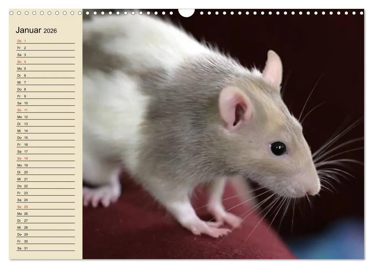 Bild: 9783457995846 | Ratten. Gelehrige Haustiere (Wandkalender 2026 DIN A3 quer),...