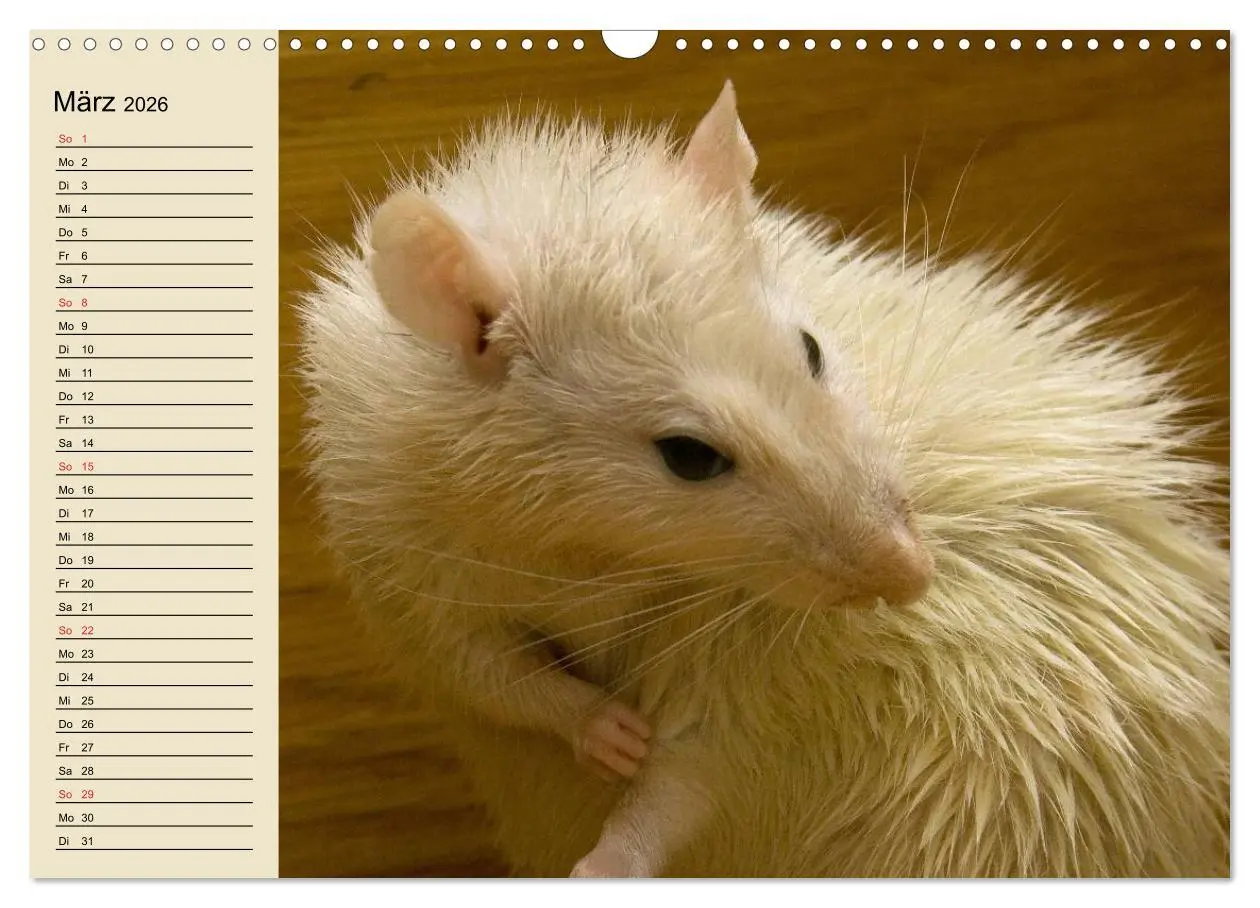 Bild: 9783457995846 | Ratten. Gelehrige Haustiere (Wandkalender 2026 DIN A3 quer),...