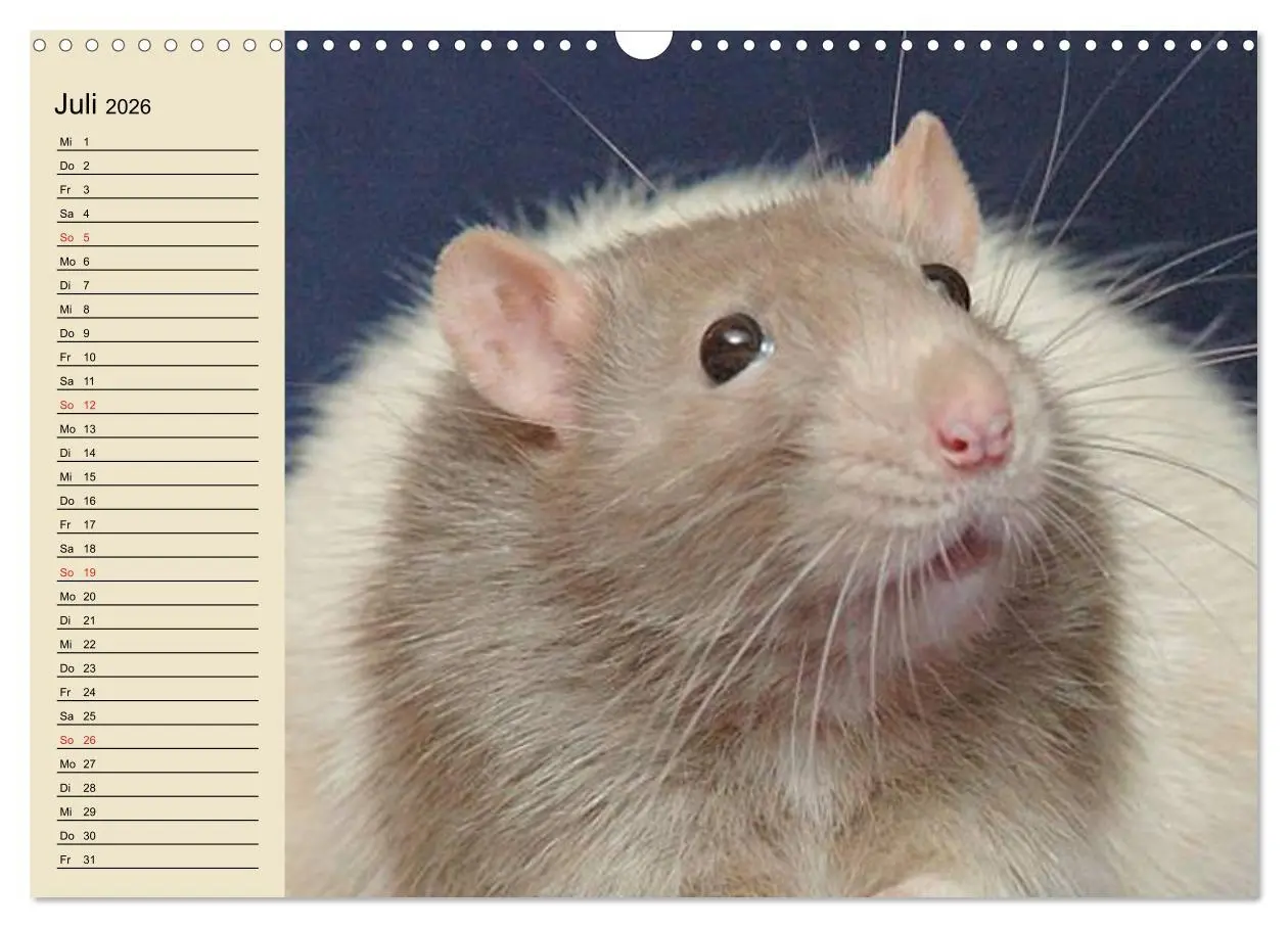 Bild: 9783457995846 | Ratten. Gelehrige Haustiere (Wandkalender 2026 DIN A3 quer),...
