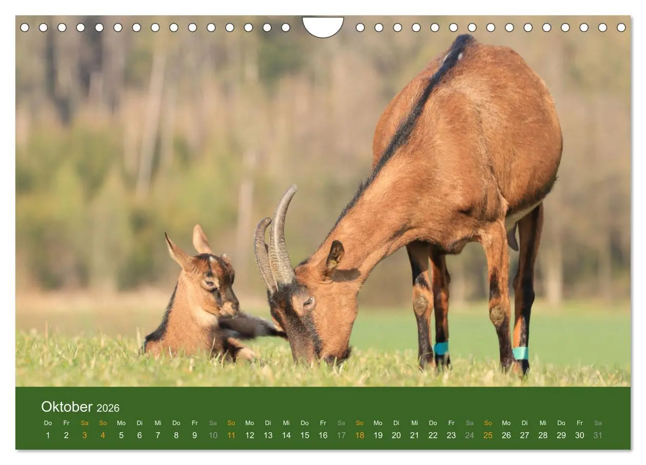 Bild: 9783457636046 | Mit Ziegen ist immer was los! (Wandkalender 2026 DIN A4 quer),...